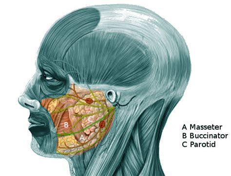 cheeks anatomy